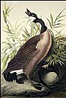 John James Audubon Famous Paintings - Canada Goose